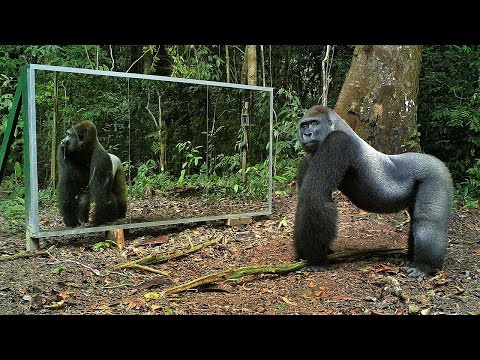 Animals in Mirrors Hilarious Reactions