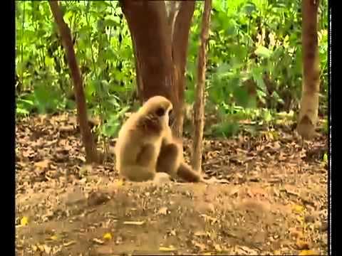 A monkey bullies two tigers! (Funniest Video Ever)