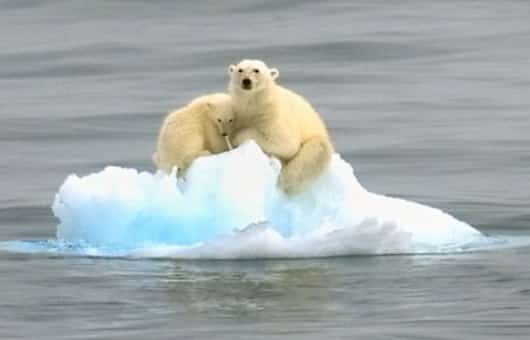 Polar bears are the poster creatures for what humans do to the environment.