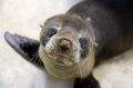 The 18-month-old seal was given antibiotics and fluids and fed a diet of fresh fish.