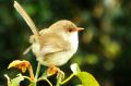 This little girl, a female fairy wren appeared like a flower bud atop this bush. 