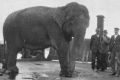 Jessie the elephant is transported across Sydney Harbour in 1916 on a barge to the new Taronga Park Zoo.