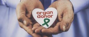 Organ Donor