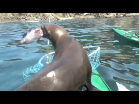 Sea Lion Attacks Kayaker