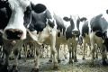 Dust from dairy farms could be the key to an asthma vaccine.