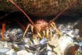 A Southern rock lobster. Sustained commercial fishing can destroy rock lobster populations in marine protected areas, ...