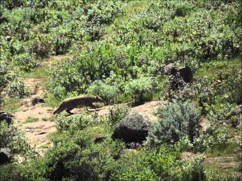 Peru 2012: Pampas cat, Leopardus pajeros