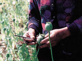 Harvesting opium.jpg