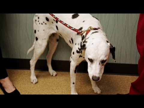 Coco in Crisis | Animal ER