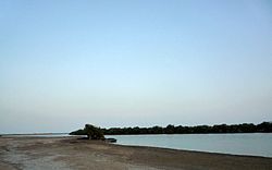 Mangrove swamp in Khor Kalba