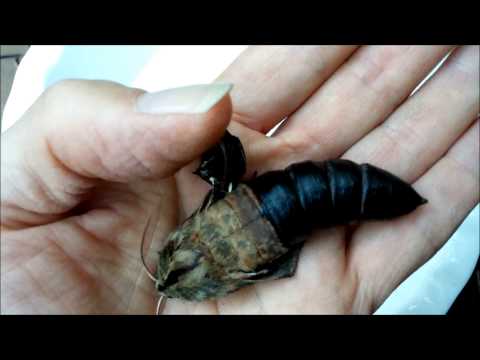 Hawk Moth Hatching from Pupa