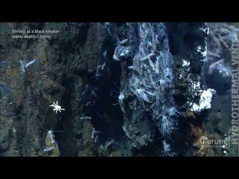 Hydrothermal vents in the deep sea