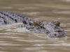 Bizarre croc behaviour ‘never seen before’