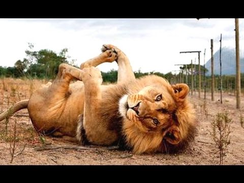 Funny Animals - A Funny Animal Videos Compilation 2015