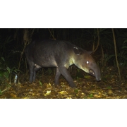 Tapir recorded by camera trap