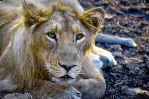 German lion escape: Sad end in Leipzig zoo