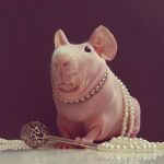 A Confident Hairless Guinea Pig Shows Off His Unusual Beauty in a Variety of Adorable Poses