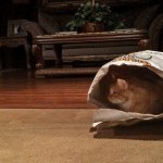 A Sneaky Orange Tabby Cat Startles His Sweet Unsuspecting Calico Sister Right Into a Hissy Fit