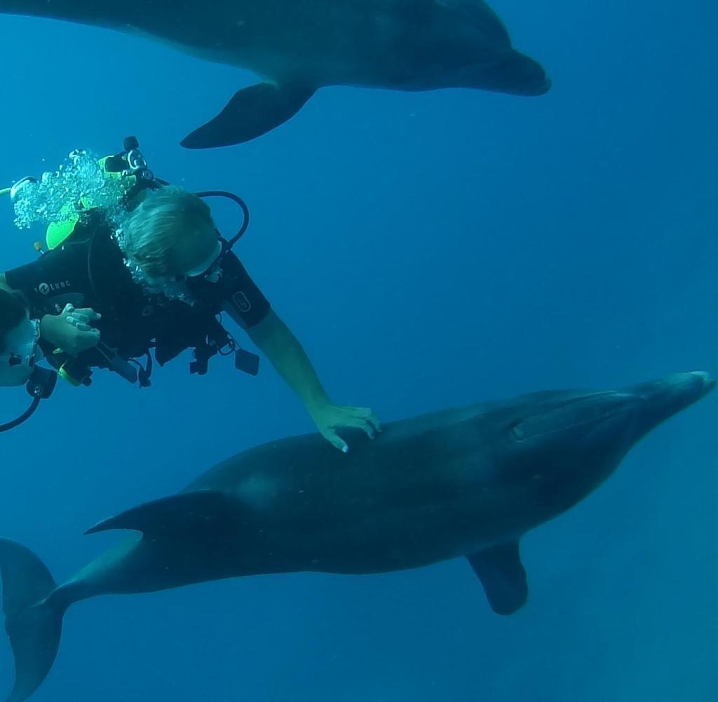 Im Dolphin Reef, dem weltweit größten Delfin-Gehege im israelischen Eilat, taucht Redakteurin Céline Lauer mit den Tieren