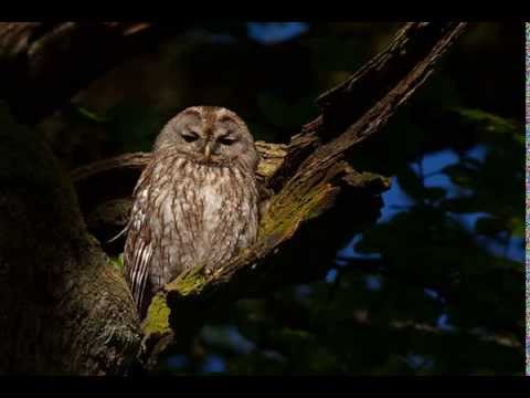 Strix aluco (Tawny owl) 3. Typical call of male and voice of female in the background