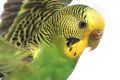 take-off of a parrot on a white background Budgerigar flying