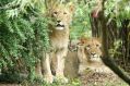 File photo of lions Motshegetsi, left, and Majo at Leipzig Zoo. Motshegetsi was shot dead after the escape.