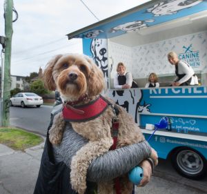 Canine customer Cookie checks out the Canine Wellness Kitchen, Australia's first food truck for dogs.