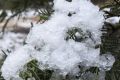 Snow could still be found in Tidbinbilla Nature Reserve at 11am.