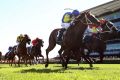 Christian Reith rides Le Romain to victory in the Randwick Guineas.
