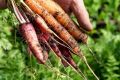 More than 90 backpackers have been underpaid for picking carrots in south-east Queensland.