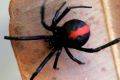 A redback spider.