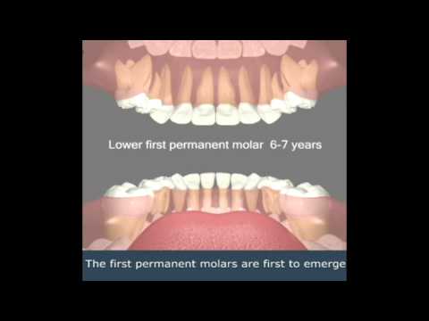 Eruption of teeth