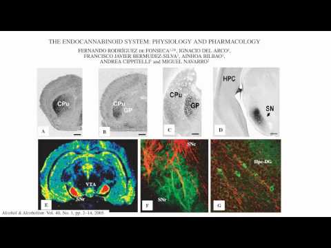 Marijuana:  Negative Health Effects