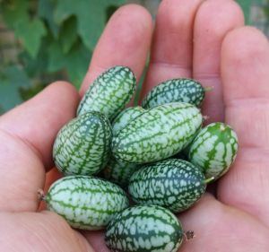 Cucamelons are also known as Mexican sour gherkin and mouse melons.