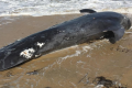 A whale carcass has washed up on Bathers Beach in Fremantle.