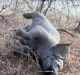 One of 200 elephants slaughtered for their tusks in Cameroon during a killing spree in 2012. 