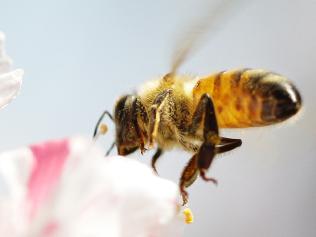 Generic image of a Australian native honey bee seen at Royal Botanical Gardens in Sydney, with news scientists have worked out how bees fly.