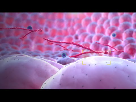 Ebola Virus - Mechanism of Action - 3D Medical Animation