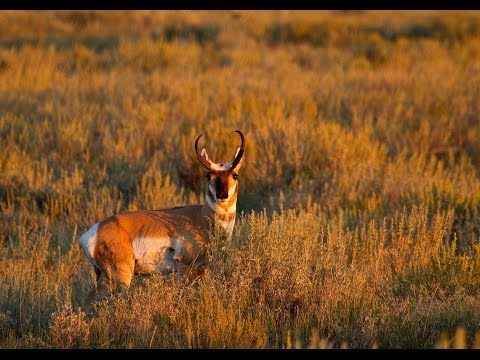 Pronghorn: Experts in Speed and Sight