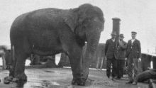 Jessie the elephant is transported across Sydney Harbour in 1916 on a barge to the new Taronga Park Zoo.