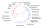 Divergence of modern taxonomic groups from their common ancestor