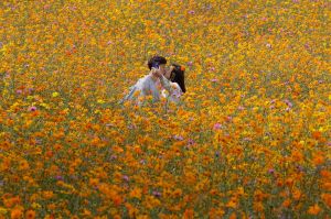 In this Wednesday, Sept. 21, 2016 photo, a couple kisses while they take pictures in the middle of a cosmos field at ...