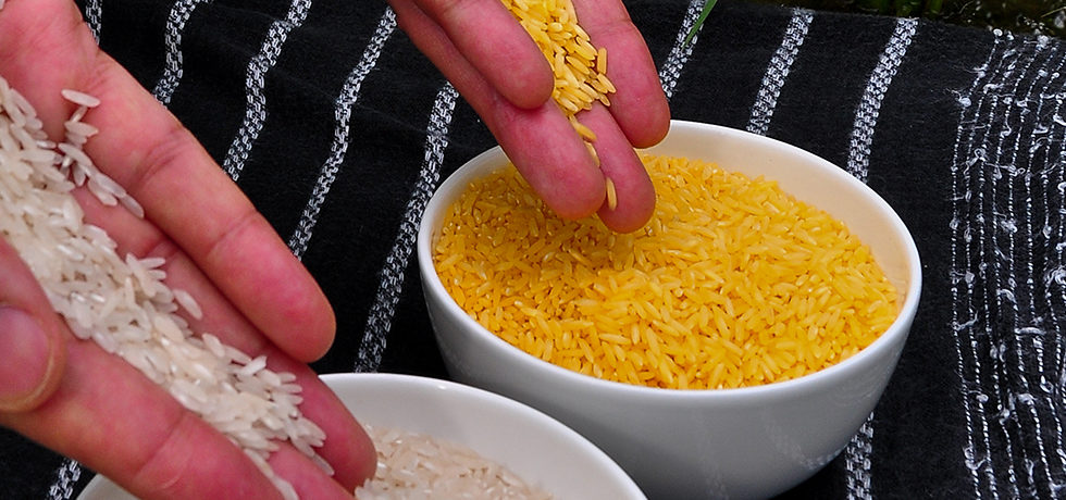 Golden Rice grain compared to white rice grain in screenhouse of Golden Rice plants.