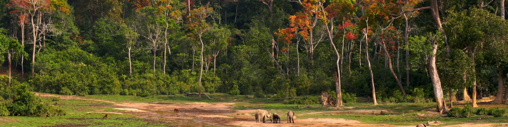 Central African Republi