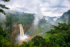 Cameroon's interest at Paris include promoting its forests as a carbon sink – if they can be preserved.