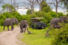 South Africa, elephant safari