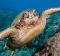 A green sea turtle, Chelonia mydas, off the coast of Maui. This is an endangered species. 