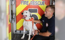 Dieser entlaufene Dalmatiner wartete nicht auf Rettung, sondern lief einfach selbst zur Feuerwehr