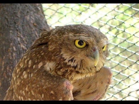 Córdoba's Zoo, Córdoba, Córdoba Province, Argentina, South America