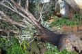 The wild weather in WA has ripped trees out of the ground (pictued) and caused outages in SA. Severe weather warnings ...